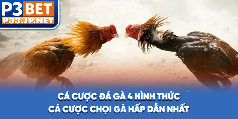 Cá Cược Đá Gà - 4 Hình Thức Cá Cược Chọi Gà Hấp Dẫn Nhất