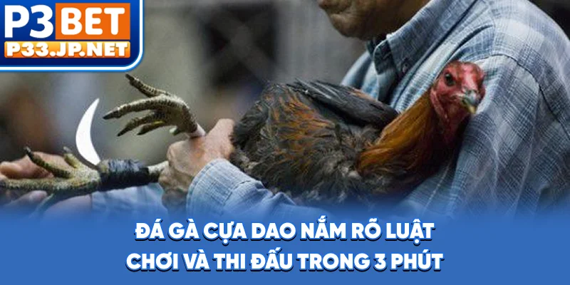 Đá Gà Cựa Dao - Nắm Rõ Luật Chơi Và Thi Đấu Trong 3 Phút