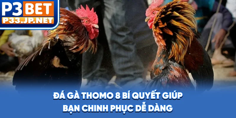 Đá Gà Thomo - 8 Bí Quyết Giúp Bạn Chinh Phục Dễ Dàng