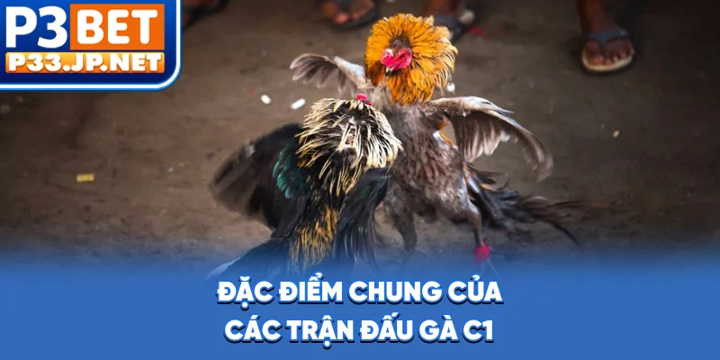 Đặc điểm chung của các trận đấu gà C1