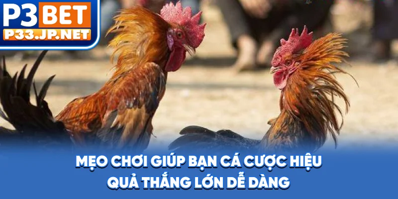 Mẹo chơi giúp bạn cá cược hiệu quả, thắng lớn dễ dàng