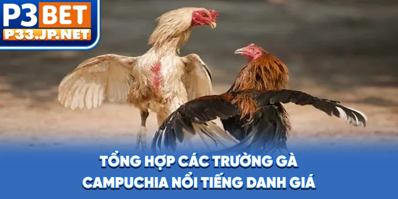 Tổng hợp các trường gà Campuchia nổi tiếng danh giá